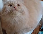 Кошки в Одинцово: Британская кошка Мальчик, Бесплатно - фото 3