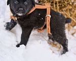 Собаки в Москве: щенок Руна в добрые руки Девочка, Бесплатно - фото 4