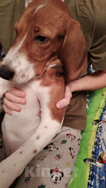 Собаки в Москве: Эстонская гончая мальчик 6 мес. Мальчик, Бесплатно - фото 5