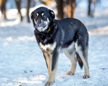 Объявление: Самый добрый пёс на свете в поисках семьи, Бесплатно, Москва