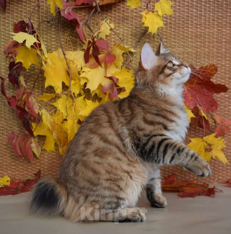 Кошки в Егорьевске: Курильский бобтейл Мальчик, 40 000 руб. - фото 4