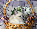 Кошки в Сосновом Бору: Котенок Мия Девочка, 3 500 руб. - фото 3
