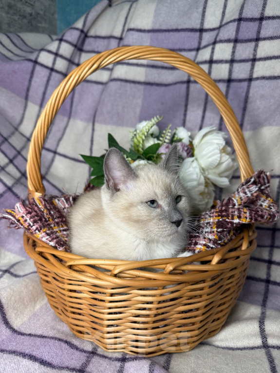 Кошки в Сосновом Бору: Котенок Мия Девочка, 3 500 руб. - фото 3