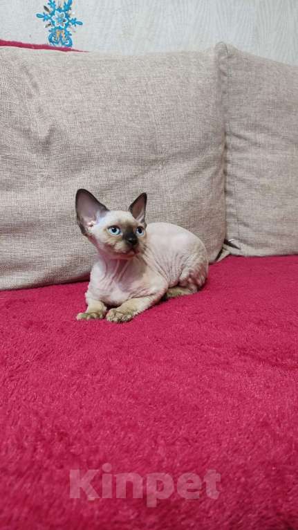 Кошки в Лобне: Голубоглазая девочка девон рекс Девочка, Бесплатно - фото 4
