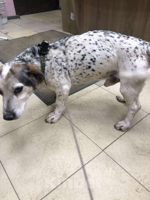 Собаки в Балашихе: В добрые руки Мальчик, Бесплатно - фото 1