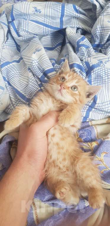 Кошки в Краснодаре: Отдам в добрые руки Мальчик, Бесплатно - фото 1