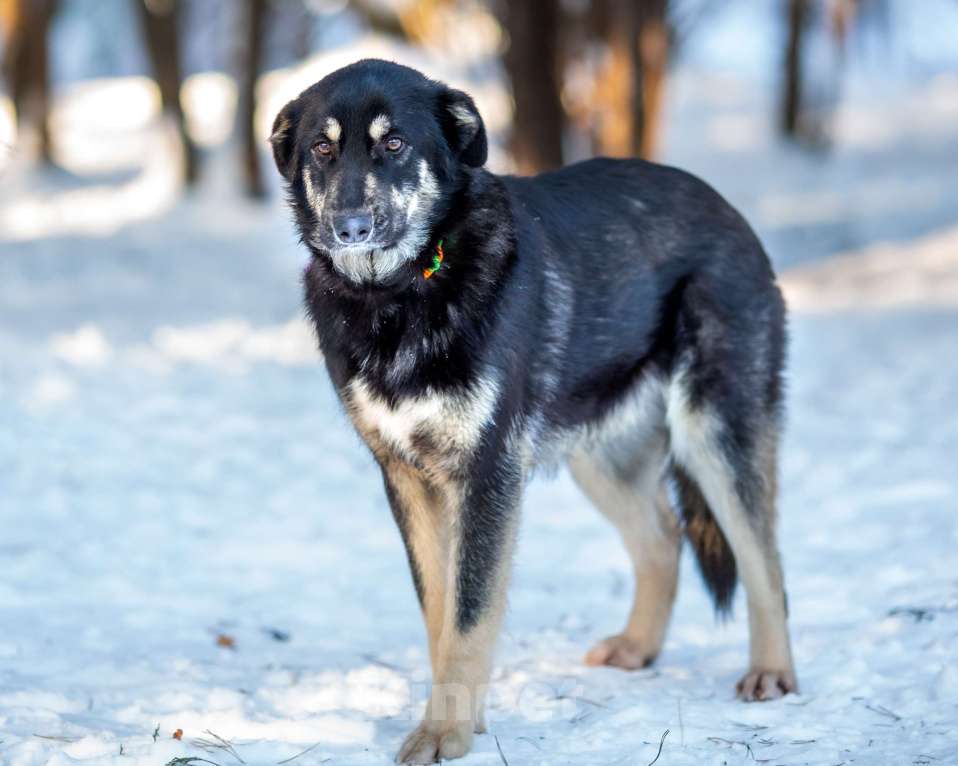 Собаки в Москве: Самый добрый пёс на свете в поисках семьи Мальчик, Бесплатно - фото 1