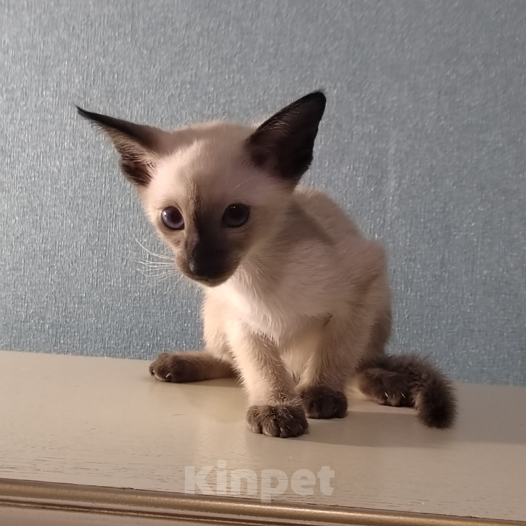 Кошки в других городах Воронежской области: Продажа котенка из Питомника ориенталов. Разнополые, 40 000 руб. - фото 1