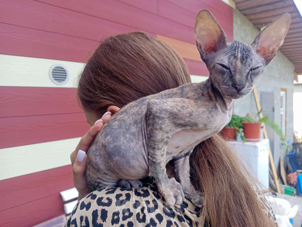 Кошки в Белгороде: Сфинкс черепашка флок Девочка, 7 000 руб. - фото 3