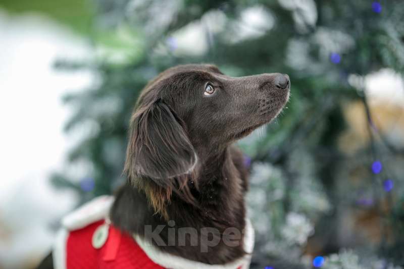 Собаки в Москве: Длинношерстная шоколадная коротколапая Агафья в добрые руки Девочка, Бесплатно - фото 2