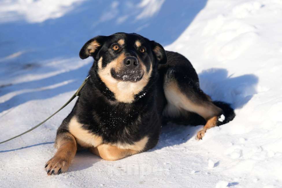 Собаки в Подольске: Кейт очень нужен дом  Девочка, Бесплатно - фото 4