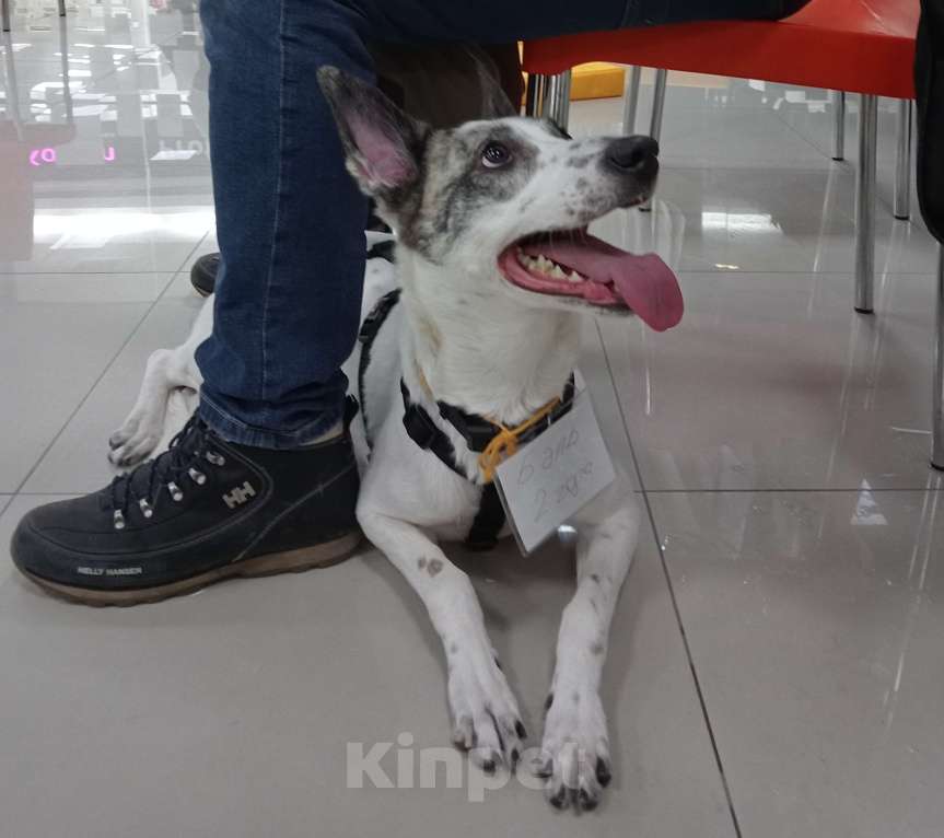 Собаки в Москве: Спасите Бэль от приюта! Девочка, Бесплатно - фото 2