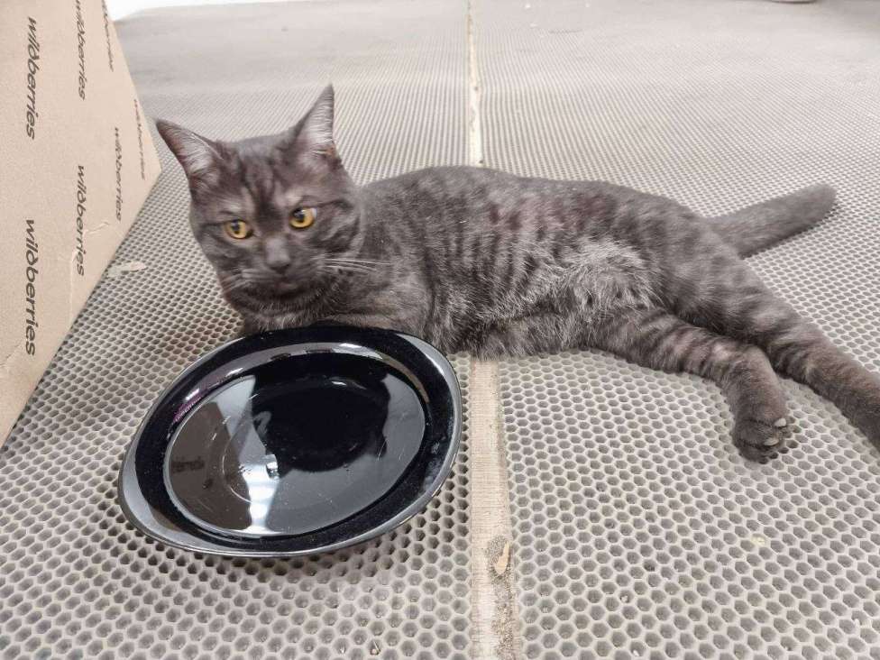 Кошки в других городах Московской области: отдадим мальчика-котика в добрые руки Мальчик, Бесплатно - фото 2