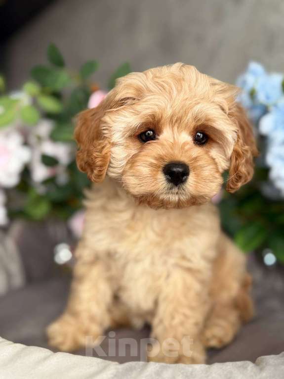 Собаки в Москве: Кавапу щенок Девочка, Бесплатно - фото 5