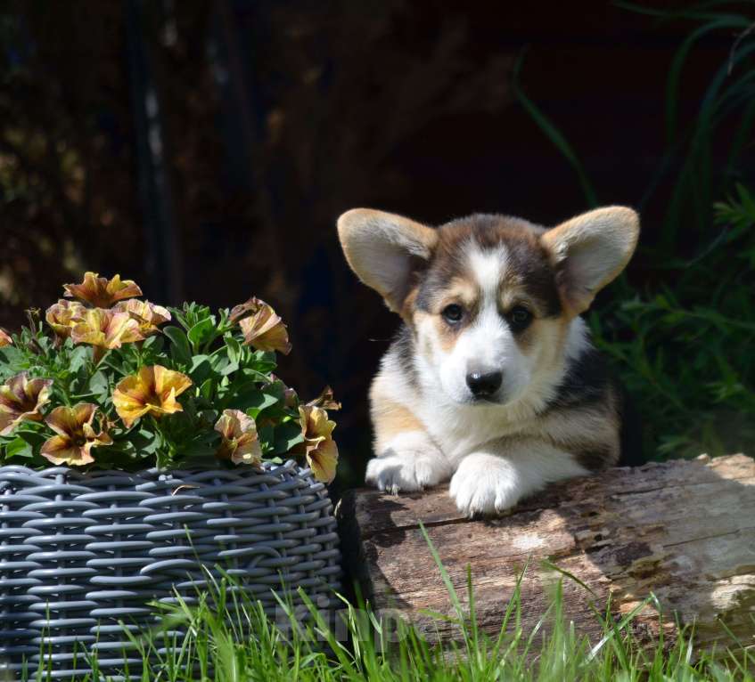 Собаки в Самаре: Великолепный щенок корги окрас триколор  Мальчик, 80 000 руб. - фото 8