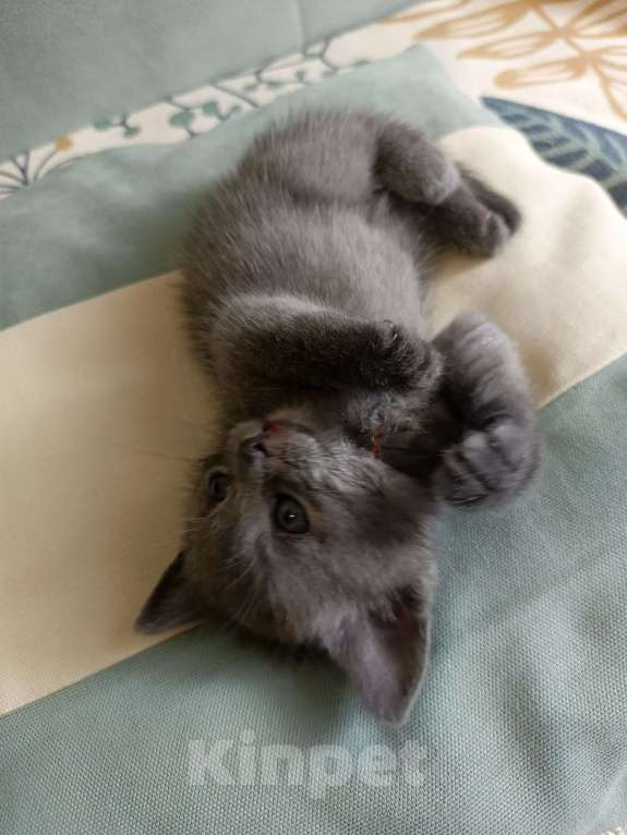 Кошки в других городах Московской области: Шотландский котенок мальчик Мальчик, 13 000 руб. - фото 2