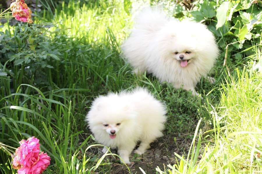 Собаки в Москве: щенок померанского шпица белого окраса Мальчик, 45 000 руб. - фото 5