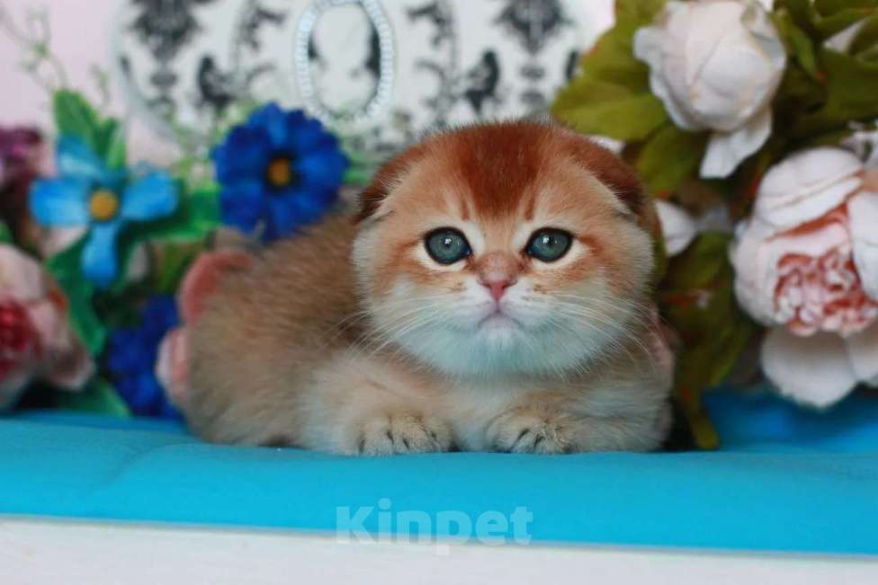 Кошки в Москве: Золотая шиншилла с документами  Девочка, 40 000 руб. - фото 5