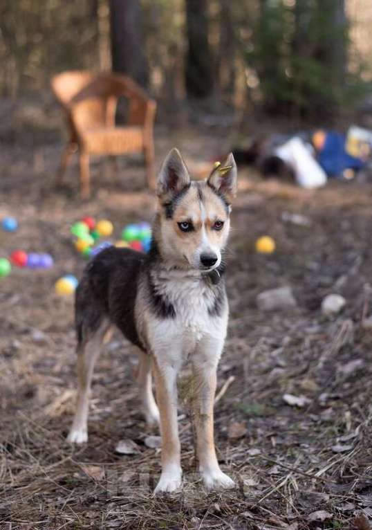 Собаки в Москве: Сия 1 год метис хаски с глазами из разных миров, и с характером друга Девочка, Бесплатно - фото 5