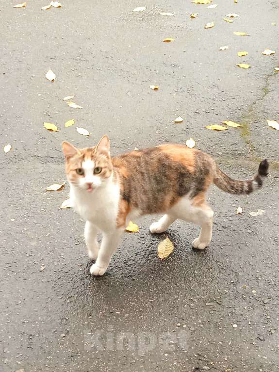 Кошки в Вологде: Пампушка и Помадка ищут Дом  Девочка, Бесплатно - фото 4