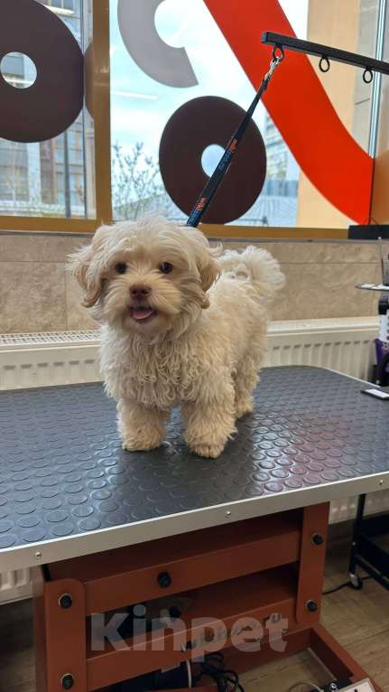 Собаки в Москве: Русская цветная болонка Мальчик, 40 000 руб. - фото 3