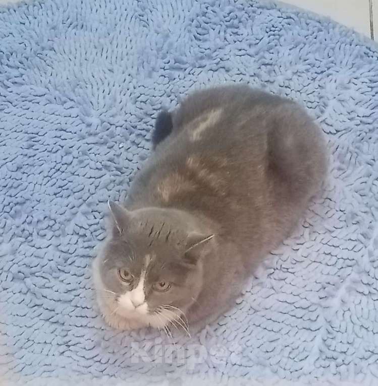 Кошки в Москве: Феня, 3 года, метис шотландской кошки, ищет дом. Москва Девочка, Бесплатно - фото 4