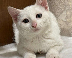 Кошки в Москве: Белый малыш Юки. Котенок в добрые руки. Мальчик, Бесплатно - фото 2