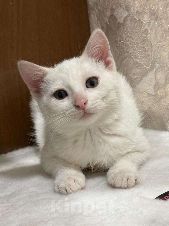 Кошки в Москве: Белый малыш Юки. Котенок в добрые руки. Мальчик, Бесплатно - фото 2