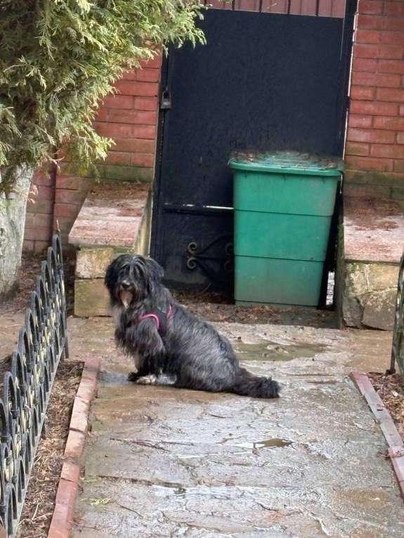 Собаки в Москве: Красотка Люси в дар Девочка, Бесплатно - фото 2