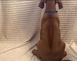 Собаки в Майкопе: Щенки родезийского риджбека Мальчик, Бесплатно - фото 4