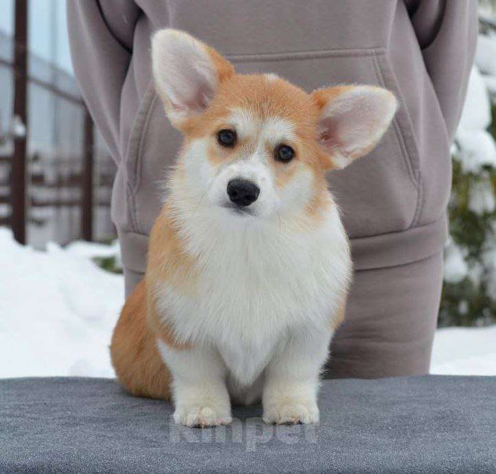 Собаки в Новосибирске: Высокопородный щенок вельш корги пемброк Девочка, Бесплатно - фото 7
