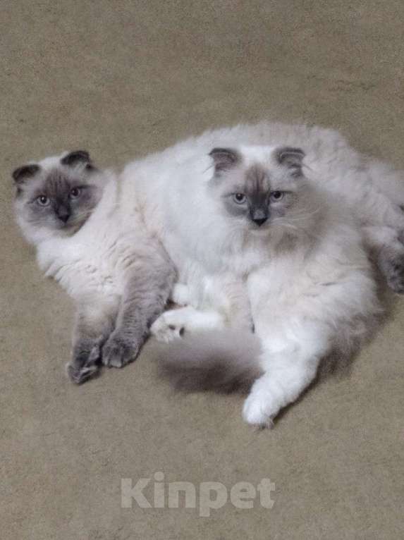 Кошки в Челябинске: котик на вязку красивый оригинальный  Мальчик, Бесплатно - фото 1