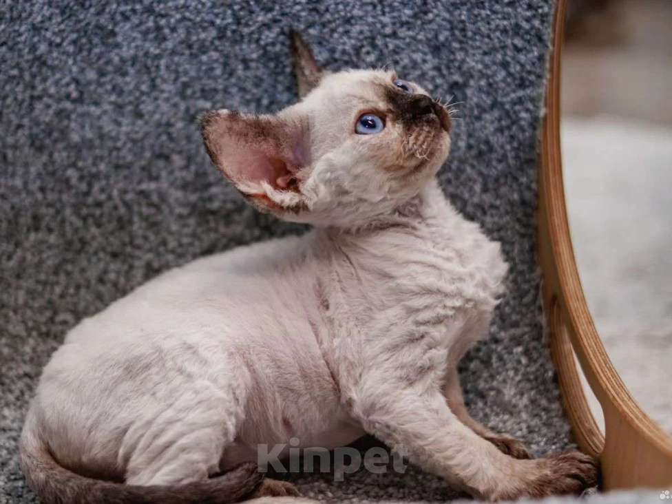 Кошки в Электростали: Кошечка Девон Рекс Девочка, Бесплатно - фото 1