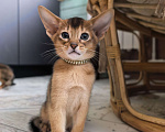 Кошки в других городах Московской области: Абиссинский котик  Мальчик, 75 000 руб. - фото 6