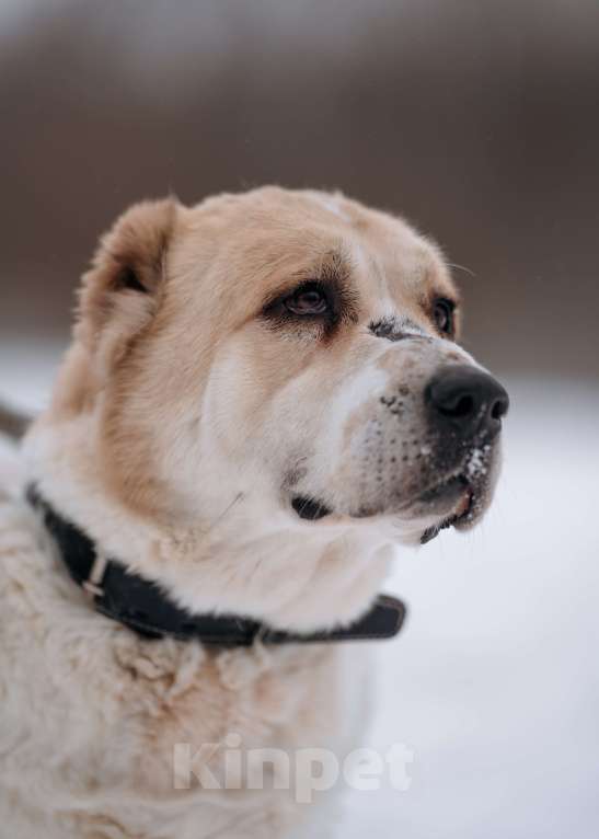 Собаки в Видном: Алабай Джек, 6 лет Мальчик, Бесплатно - фото 10
