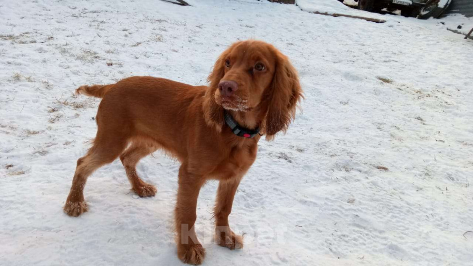 Собаки в других городах Московской области: Щенок русского спаниеля, 5 месяцев, привит, обучен Мальчик, 60 000 руб. - фото 3