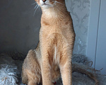 Кошки в Москве: Абиссинский котёнок с документами Мальчик, 25 000 руб. - фото 6