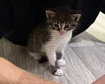 Кошки в Москве: Котята в добрые руки Девочка, Бесплатно - фото 5