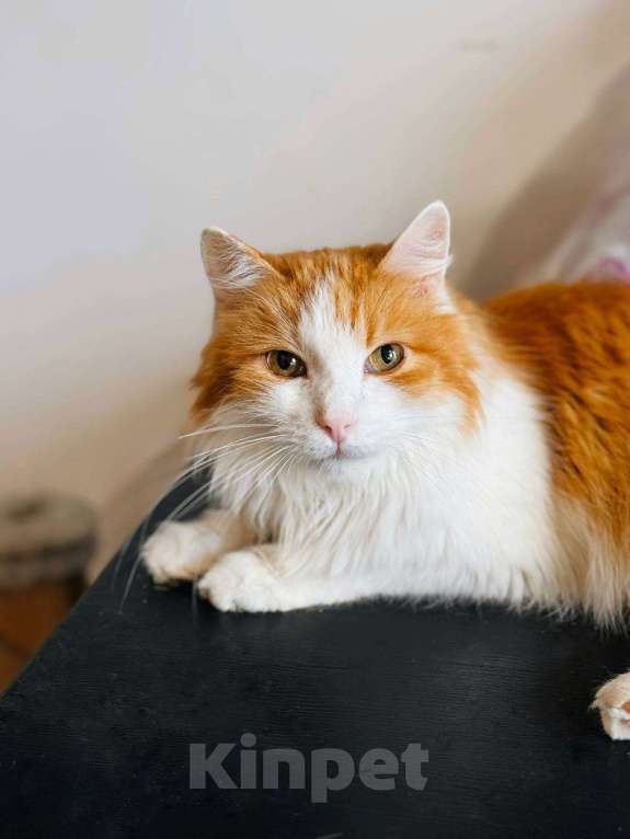 Кошки в Балашихе: Чипс Мальчик, Бесплатно - фото 1