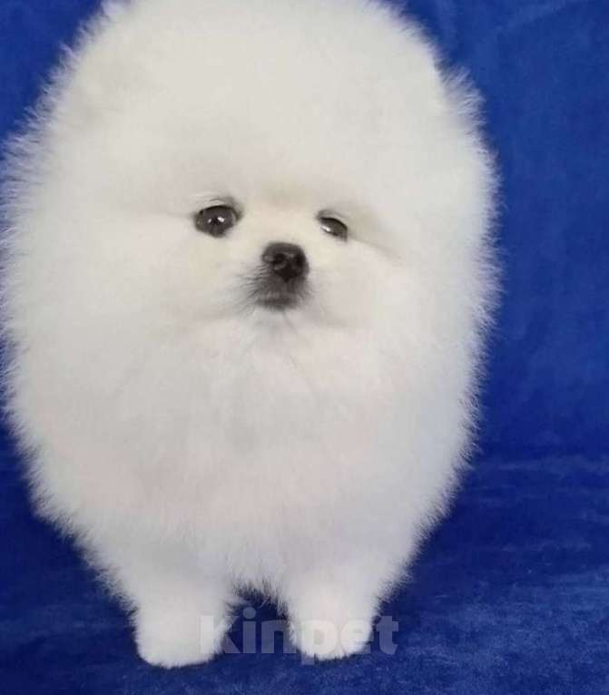 Собаки в Москве: Померанский шпиц Мальчик, Бесплатно - фото 2