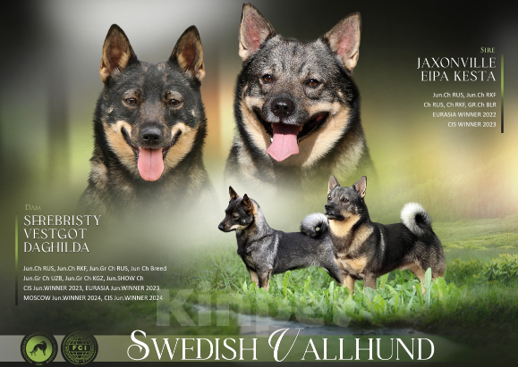 Собаки в Череповце: Шведский ВАЛЬХУНД  Девочка, Бесплатно - фото 2