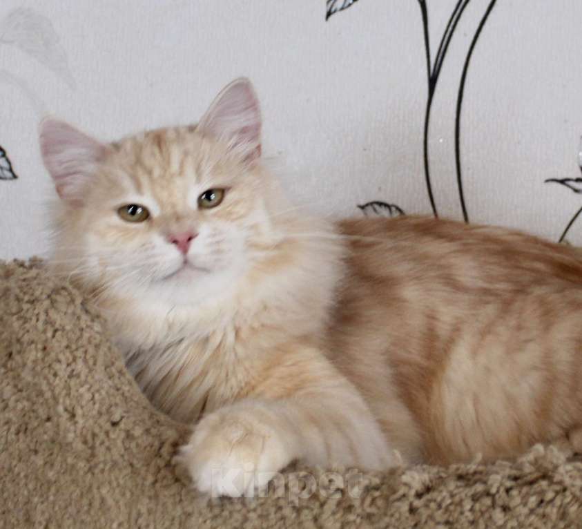 Кошки в Тюмени: Сибирский котёнок Мальчик, 35 000 руб. - фото 8