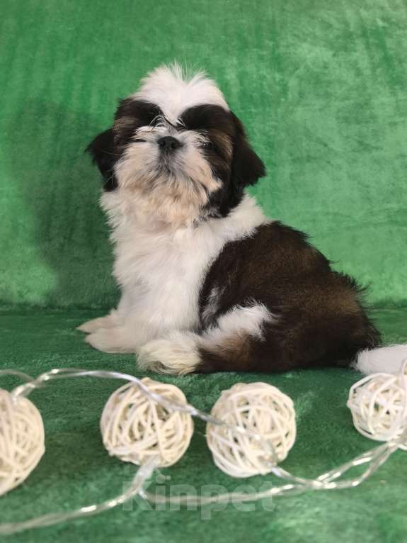 Собаки в других городах Белгородской области: Мальчик ши-тцу  Мальчик, 50 000 руб. - фото 2