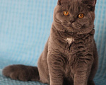 Кошки в Магнитогорске: Wispa Marshmallow  Девочка, Бесплатно - фото 2