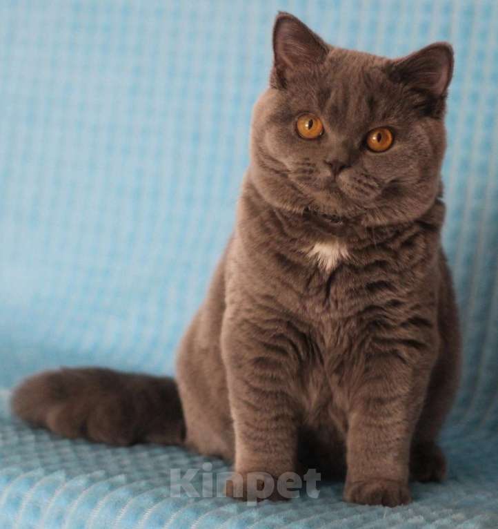 Кошки в Магнитогорске: Wispa Marshmallow  Девочка, Бесплатно - фото 2