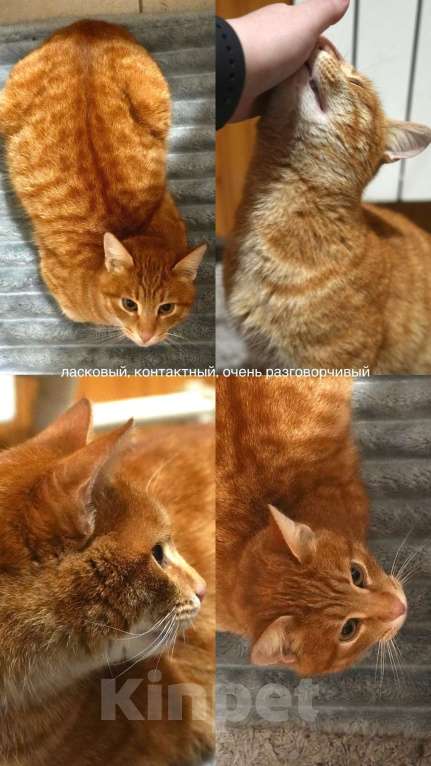 Кошки в Егорьевске: Найден рыжий кот (Егорьевск, д. Заболотье) Мальчик, Бесплатно - фото 3
