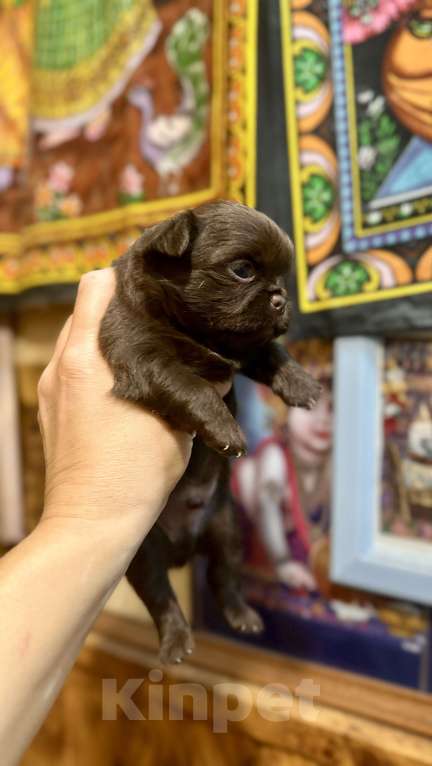 Собаки в Ростове-на-Дону: Чихуахуа Девочка, 50 000 руб. - фото 9