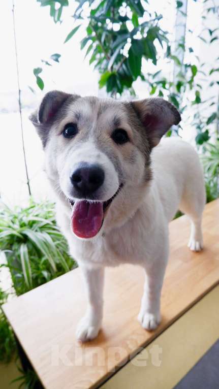 Собаки в Подольске: Очаровательный песик Каспий в добрые руки Мальчик, Бесплатно - фото 6