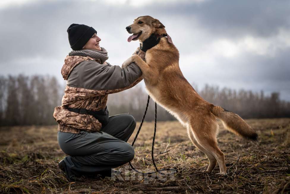 Собаки в Клине: Рико — пёс, созданный для людей Мальчик, Бесплатно - фото 9