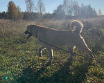 Собаки в Пушкино: Отличный парень Бублик в поиске дома и семьи! Мальчик, 10 руб. - фото 6